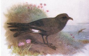 Leachs petrel